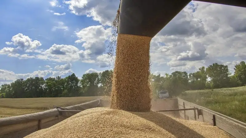 Grain pours from a combine harvester into a trailer during harvest in Ukraine.